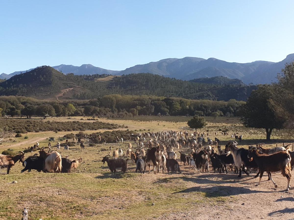 Вілла Domaine U Filanciu - Casa Ghjulia - Centru Di Corsica Moltifao Екстер'єр фото