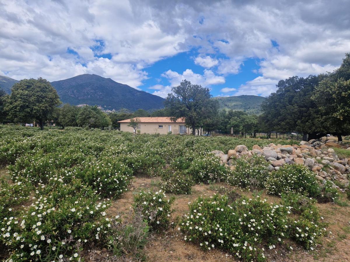 Вілла Domaine U Filanciu - Casa Ghjulia - Centru Di Corsica Moltifao Екстер'єр фото